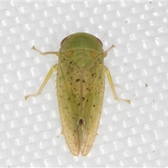 Batracomorphus sp. (genus) (An Iassinae leafhopper) at Melba, ACT - 19 Feb 2025 by kasiaaus