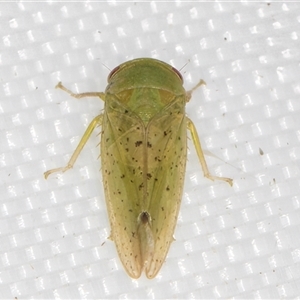 Unidentified Leafhopper or planthopper (Hemiptera, several families) at Melba, ACT - 19 Feb 2025 by kasiaaus