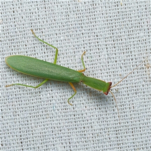 Orthodera ministralis at Harrison, ACT - suppressed