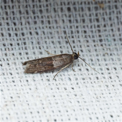 Lasiosticha opimella (Phycitinae) at Harrison, ACT by DPRees125