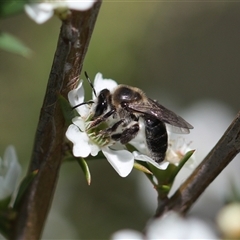 Leioproctus sp. (genus) (Plaster bee) at Jervis Bay Village, JBT - 15 Feb 2025 by PaperbarkNativeBees