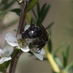 Leioproctus sp. (genus) at Jervis Bay Village, JBT - 15 Feb 2025 02:12 PM
