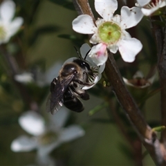 Leioproctus sp. (genus) at Jervis Bay Village, JBT - 15 Feb 2025 02:12 PM