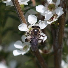 Leioproctus sp. (genus) at Jervis Bay Village, JBT - 15 Feb 2025 02:12 PM