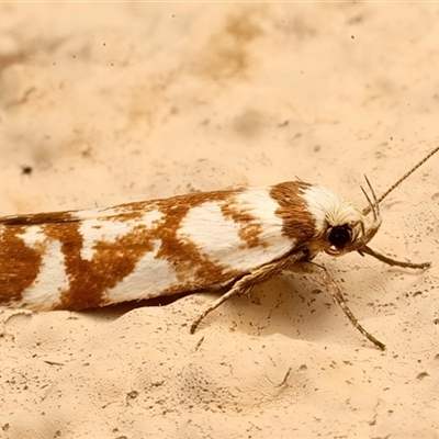 Palimmeces habrophanes (A Concealer moth) at Ainslie, ACT - 24 Feb 2025 by jb2602