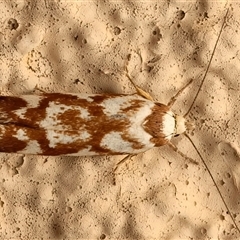 Palimmeces habrophanes at Ainslie, ACT - 24 Feb 2025 09:40 PM