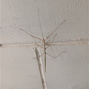 Unidentified Stick insect (Phasmatodea) at The Whiteman, NSW - 25 Feb 2025 by geoffcrispin