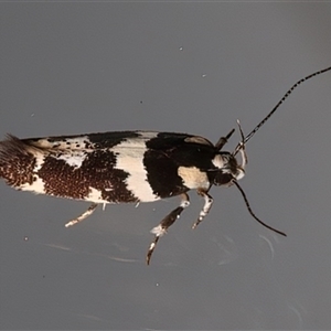 Macrobathra undescribed species No.1 (A Seed borer moth (Cosmopterigidae)) at Ainslie, ACT - 24 Feb 2025 by jb2602