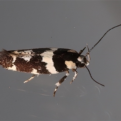 Macrobathra undescribed species No.1 (A Seed borer moth (Cosmopterigidae)) at Ainslie, ACT - 24 Feb 2025 by jb2602