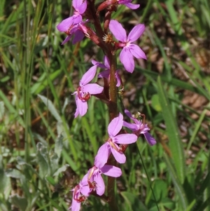 Stylidium sp. at Adaminaby, NSW - 15 Nov 2020 by AndyRoo