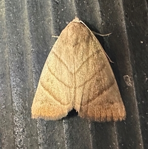 Unidentified Moth (Lepidoptera) at Depot Beach, NSW - 19 Feb 2025 by Pirom