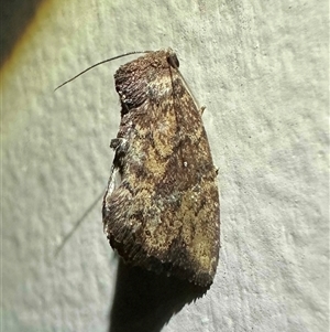 Elusa semipecten at Depot Beach, NSW - 17 Feb 2025 09:12 PM