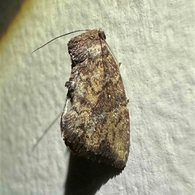 Elusa semipecten (Variable Armyworm) at Depot Beach, NSW - 17 Feb 2025 by Pirom