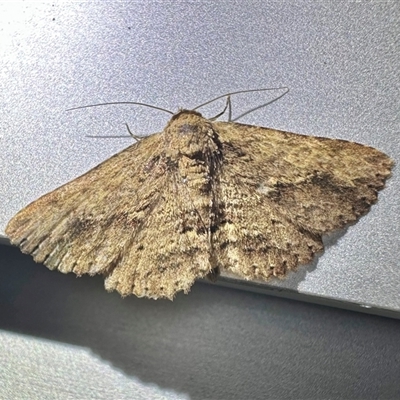 Artigisa impropria (Bark Artigisa) at Depot Beach, NSW - 18 Feb 2025 by Pirom