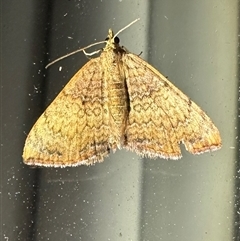 Chrysolarentia mecynata (Mecynata Carpet Moth) at Depot Beach, NSW - 19 Feb 2025 by Pirom