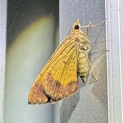 Chrysolarentia mecynata at Depot Beach, NSW - 19 Feb 2025 09:10 PM
