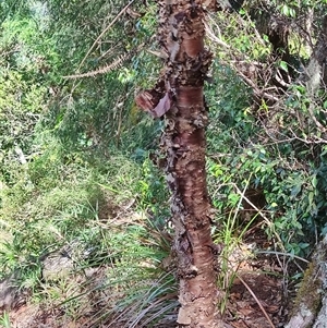 Araucaria cunninghamii at Darlington, QLD - 23 Feb 2025 by LyndalT