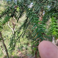 Araucaria cunninghamii at Darlington, QLD - 23 Feb 2025 09:47 AM