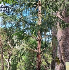 Araucaria cunninghamii at Darlington, QLD - 23 Feb 2025 09:47 AM