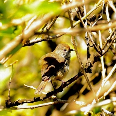 Acanthiza pusilla (Brown Thornbill) at Reservoir, VIC - 25 Feb 2025 by Segrare