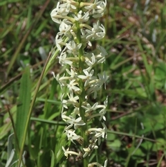 Stackhousia monogyna (Creamy Candles) at Adaminaby, NSW - 15 Nov 2020 by AndyRoo