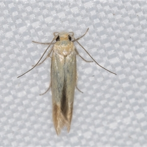 Stathmopoda (genus) at Melba, ACT - 20 Feb 2025 09:16 PM