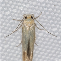 Stathmopoda (genus) at Melba, ACT - 20 Feb 2025 09:16 PM