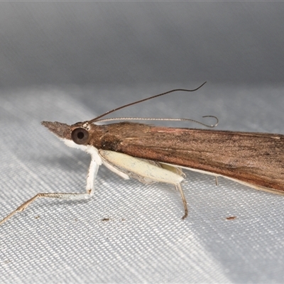 Uresiphita ornithopteralis (Tree Lucerne Moth) at Melba, ACT - 20 Feb 2025 by kasiaaus