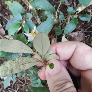 Solanum amblymerum at O'Reilly, QLD - 23 Feb 2025 by LyndalT