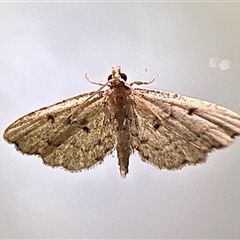 Sufetula hemiophthalma (A Crambid moth) at Depot Beach, NSW - 17 Feb 2025 by Pirom