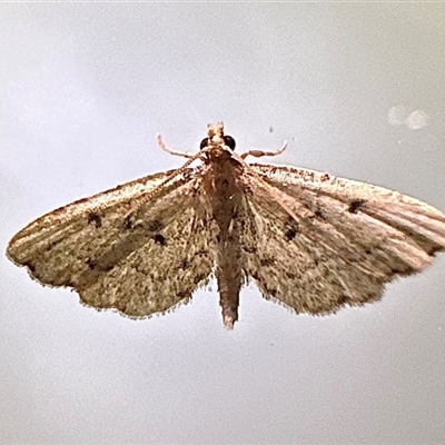 Sufetula hemiophthalma (A Crambid moth) at Depot Beach, NSW - 17 Feb 2025 by Pirom