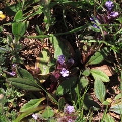 Ajuga australis (Austral Bugle) at Adaminaby, NSW - 15 Nov 2020 by AndyRoo