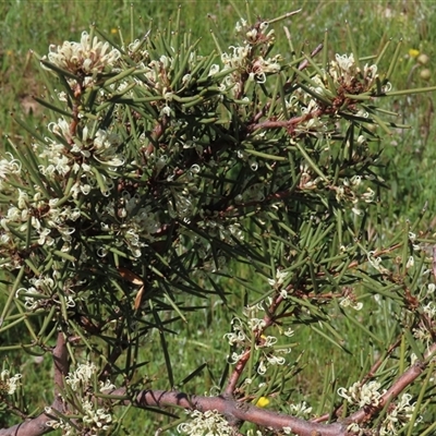 Hakea microcarpa (Small-fruit Hakea) at Adaminaby, NSW - 15 Nov 2020 by AndyRoo