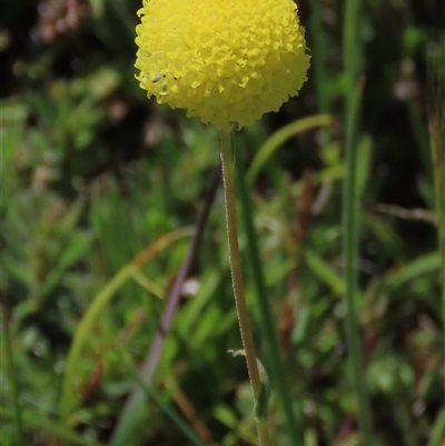 Craspedia variabilis (Common Billy Buttons) at Adaminaby, NSW - 15 Nov 2020 by AndyRoo