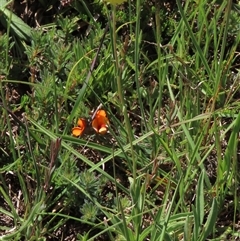 Craspedia variabilis at Adaminaby, NSW - suppressed