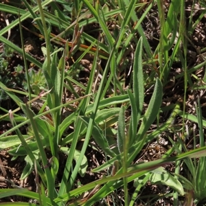 Craspedia variabilis at Adaminaby, NSW - suppressed