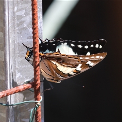 Charaxes sempronius (Tailed Emperor) at Unanderra, NSW - 17 Feb 2025 by PaperbarkNativeBees