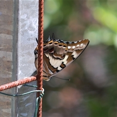 Charaxes sempronius at Unanderra, NSW - suppressed