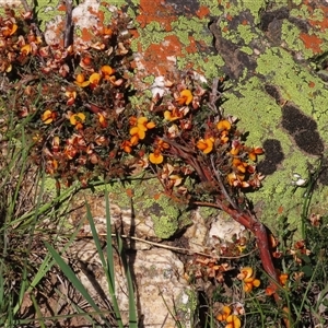 Mirbelia oxylobioides at Adaminaby, NSW - 15 Nov 2020 02:34 PM