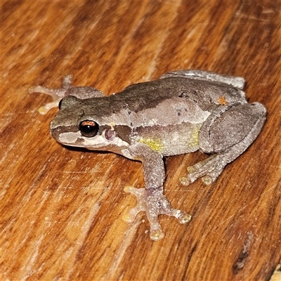 Litoria quiritatus (Screaming Tree Frog) at Braidwood, NSW - 25 Feb 2025 by MatthewFrawley