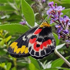 Delias harpalyce (Imperial Jezebel) at Braidwood, NSW - 25 Feb 2025 by MatthewFrawley