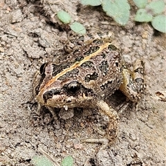 Limnodynastes tasmaniensis (Spotted Grass Frog) at Braidwood, NSW - 25 Feb 2025 by MatthewFrawley