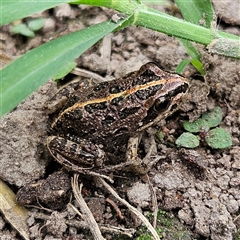 Limnodynastes tasmaniensis at Braidwood, NSW - Yesterday 03:55 PM