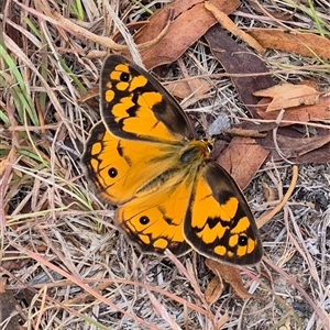 Heteronympha penelope (Shouldered Brown) at Lerida, NSW - Yesterday by clarehoneydove