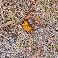 Heteronympha penelope at Lerida, NSW - 25 Feb 2025 05:24 PM