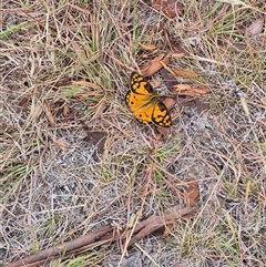 Heteronympha penelope at Lerida, NSW - 25 Feb 2025 05:24 PM