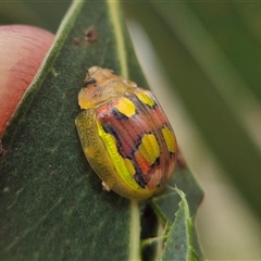 Paropsisterna gloriosa (Glorious eucalyptus leaf beetle) at Crookwell, NSW - 25 Feb 2025 by clarehoneydove