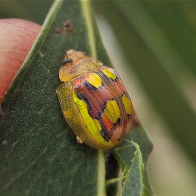 Paropsisterna gloriosa (Glorious eucalyptus leaf beetle) at Crookwell, NSW - 25 Feb 2025 by clarehoneydove