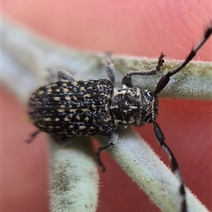 Ancita sp. (genus) (Longicorn or longhorn beetle) at Crookwell, NSW - Yesterday by clarehoneydove