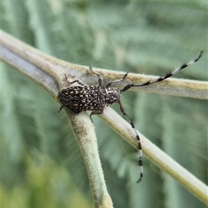 Ancita sp. (genus) at Crookwell, NSW - Yesterday 11:45 AM